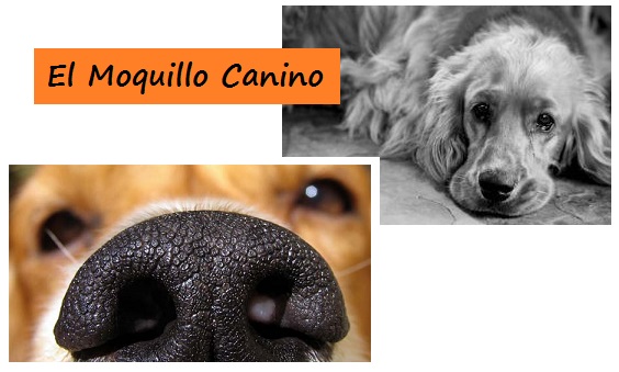 Moquillo canino